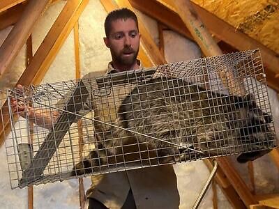 Fairfax County raccoon trapping